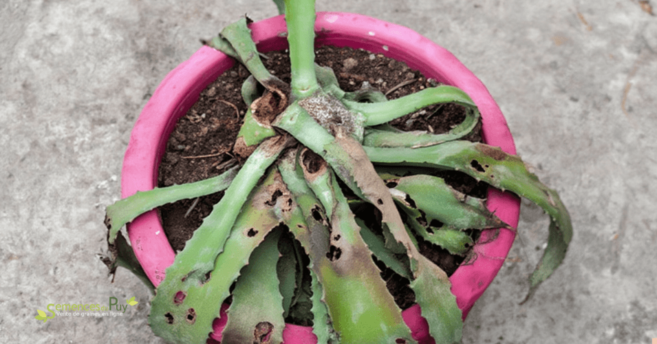 Agave malade - charançon de l’agave